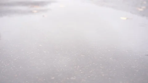 The dog runs through a puddle in the fall during the rain Stock Footage 97379664