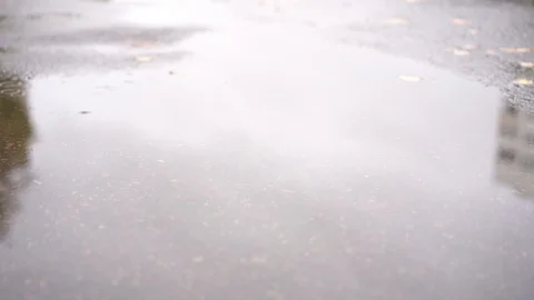 The dog runs through a puddle in the fall during the rain in slow motion Stock Footage 97381249