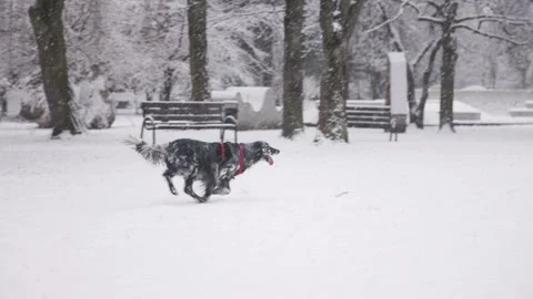 A dog runs through a snow park Stock Footage 232810481