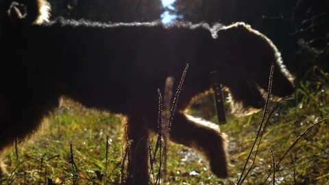 The dog runs through the sun-drenched glade in the autumn forest. Video stock 99497986