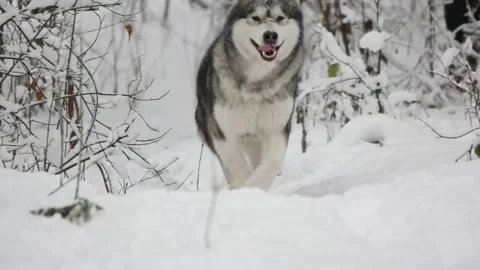 Dog runs through the winter forest, slow motion Stock Footage 100221208