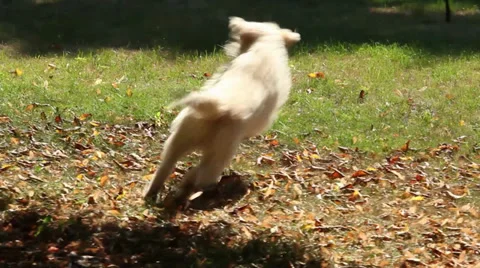 Dog Runs Through Yard Stock Footage 27478581