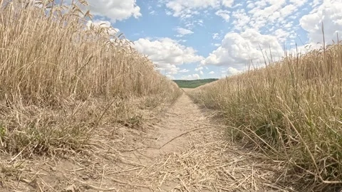 A dog runs in the wheat field Vídeo Stock 334060959