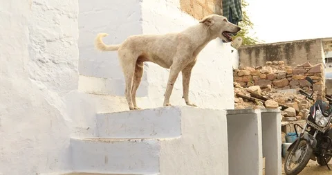 Dog at rural area Stock Footage 86832703