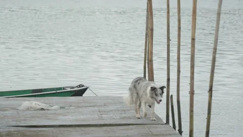 Dog in a Rustic Riverside Dock with Fishing Canoe Stock Footage 340484727
