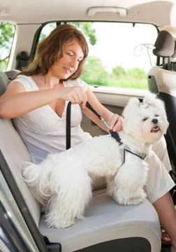 Dog safe in the car Stock Photos