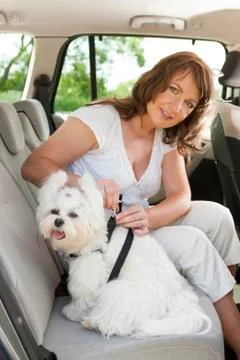Dog safe in the car Stock Photos