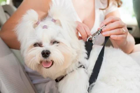 Dog safe in the car Stock Photos