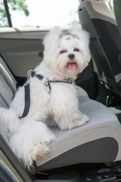 Dog safe in the car Stock Photos