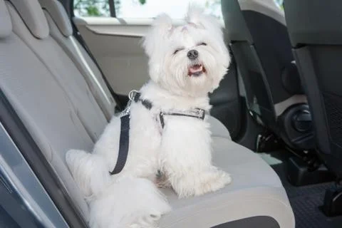Dog safe in the car Stock Photos