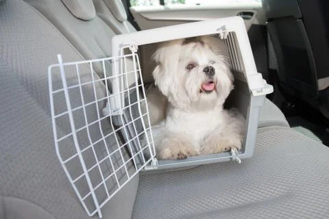 Dog safe in the car Stock Photos