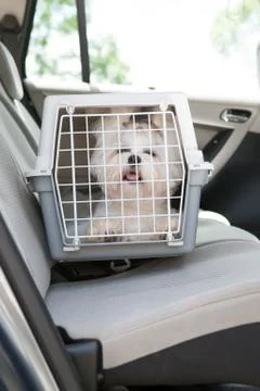 Dog safe in the car Stock Photos