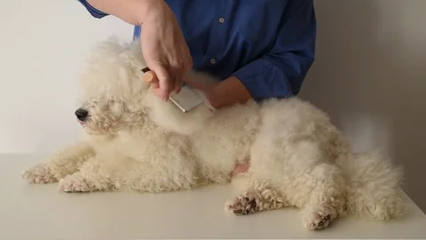 Dog in the salon Stockbeeldmateriaal 72607657