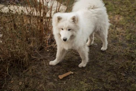 Dog samoyed with a stone Stock Photos