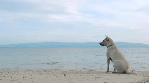 Dog on the sand beach Stock Footage 132822718