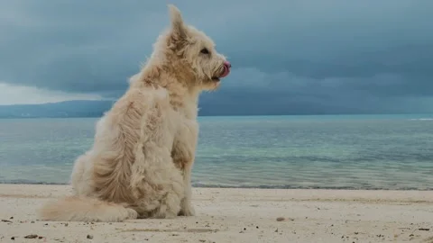 Dog on the sand beach Stock Footage 133970998
