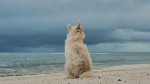 Dog on the sand beach Stock Footage 133971164