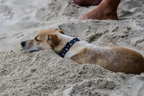 Dog in sand on beach Stock Photos