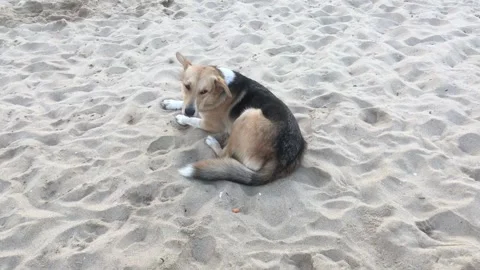 Dog on the sand Stock Footage 343877524