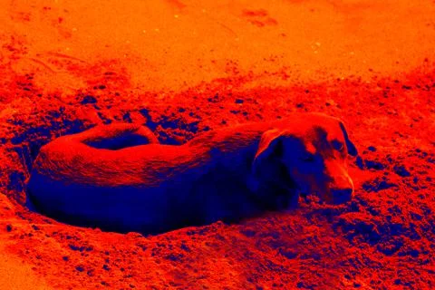 Dog on the sand Stock-Fotos