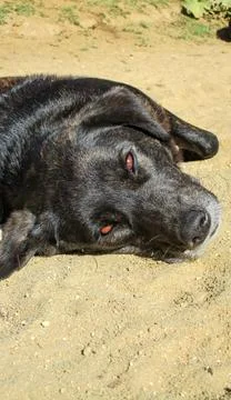 Dog on the sand Stock Photos