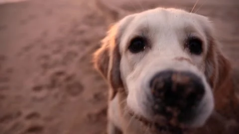 A dog on a sandy beach looks into the frame and runs Stock Footage 255470126