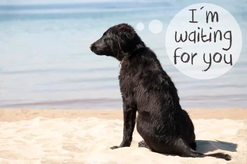 Dog At Sandy Beach, Text I Am Waiting For You Stock Photos
