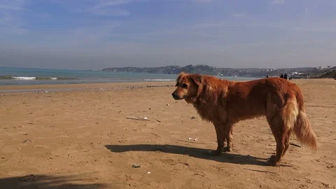 Dog on a sandy sea beach Video stock 112088882