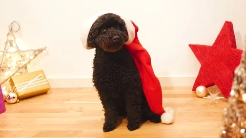 Dog with santa hat having fun Stock Footage 82977222