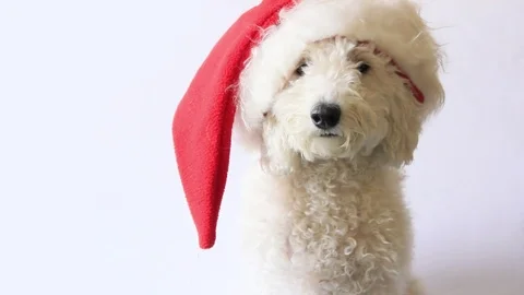 Dog in Santa hat loking camera on white background Stock Footage