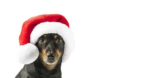 Dog in Santa hat Stock Photos