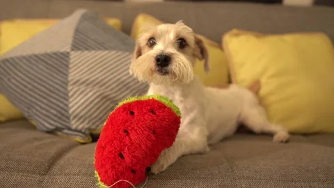 Dog Savoring Watermelon Stock Footage 145976325