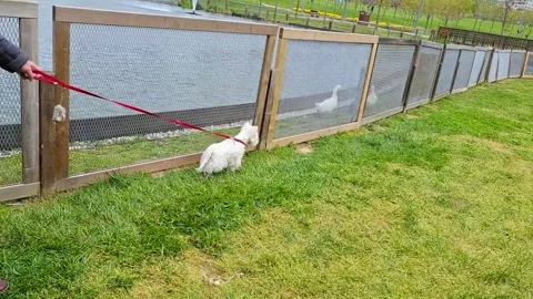 The dog saw geese in the park for the first time and was very interested Stock Footage 335882840