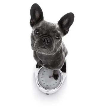 Dog on scale , with overweight Stock Photos