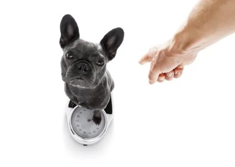 Dog on scale , with overweight Stock Photos