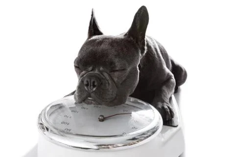 Dog on scale , with overweight Stock-Fotos