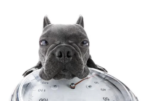 Dog on scale , with overweight Foto stock