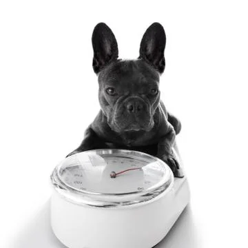 Dog on scale , with overweight Stock Photos