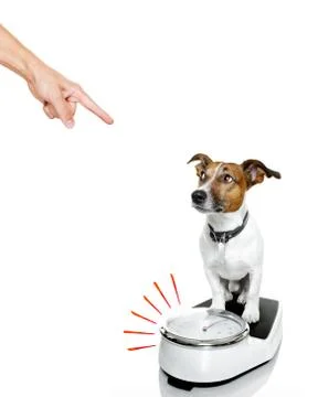 Dog on scale , with overweight Stock Photos