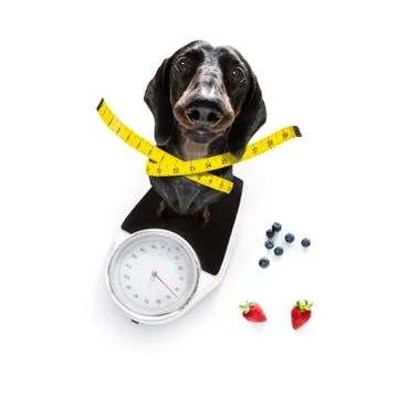 Dog on scale , with overweight 库存照片