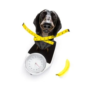 Dog on scale , with overweight Foto stock