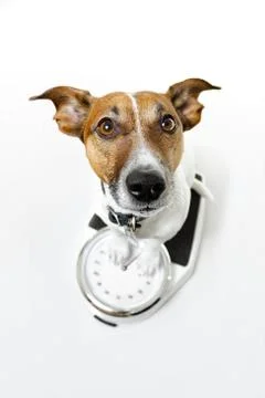 Dog on scale Fotos Stock