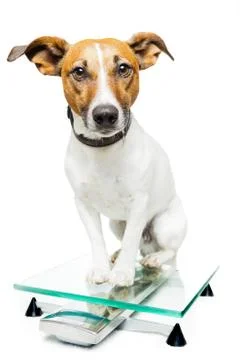 Dog on scale Photos