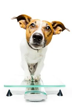 Dog on scale Stock Photos