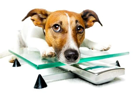 Dog on scale Stock-Fotos