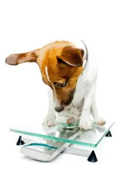 Dog on scale Stockfoto's