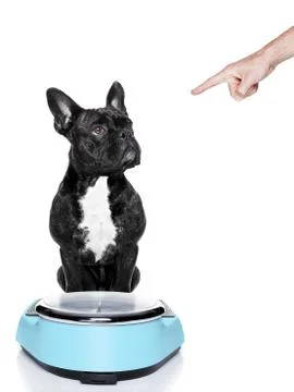 Dog on scale Stock Photos