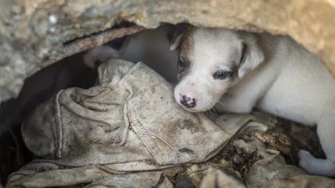 Dog scared because he does not know who is outside Stock Photos