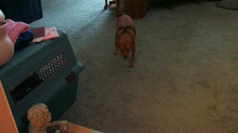 Dog scared of camera Video stock 307315