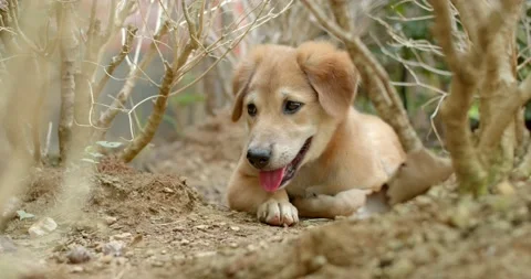  A dog scared hides under a bush and refuses to come out to meet people. Stock Footage 239363454